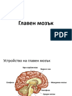 brain_cortex