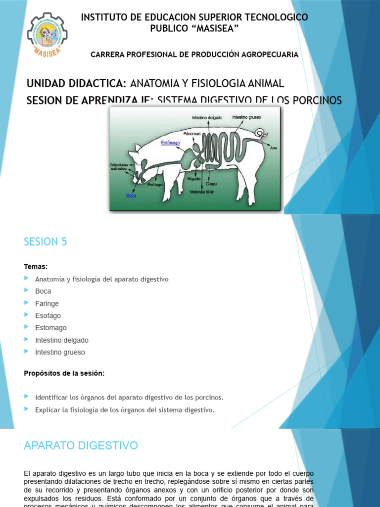 Anatomia Y Fisiologia Animal Sesion 6 Descargar Gratis Pdf