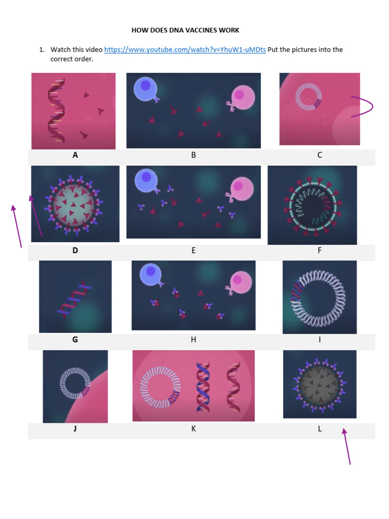 Understanding DNA Vaccine Mechanism | PDF