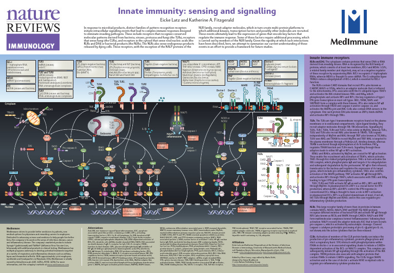 Innate Immunity Signaling Pathways | PDF | Toll Like Receptor | Nf κb
