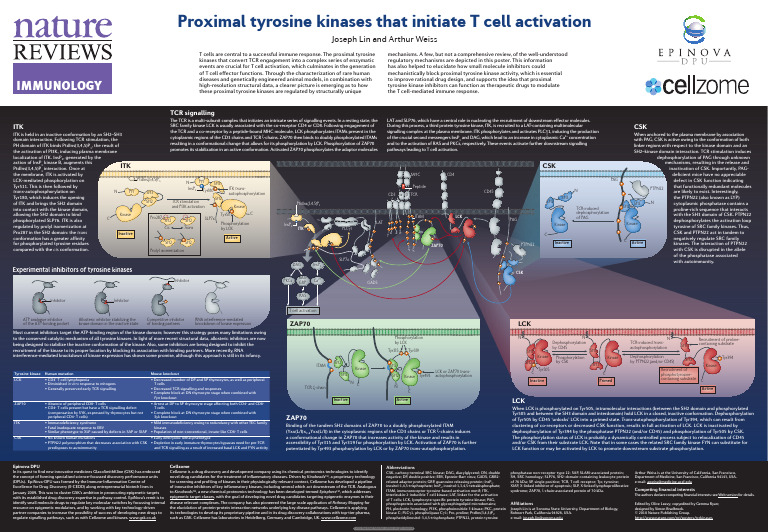 Proximal Tyrosine Kinases That Initiate T Cell Activation 10 | PDF | T ...