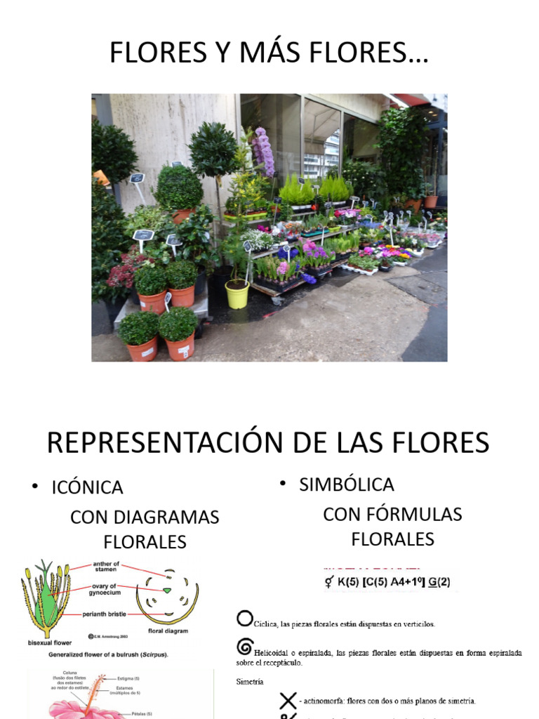 Estructura y Simetría de Flores | PDF