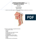 Taller Anatomía Sistema Digestivo