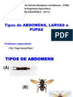 P7-8_Abdome_Larva_Pupa_CCBN391