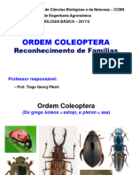 P10_Coleoptera_CCBN391