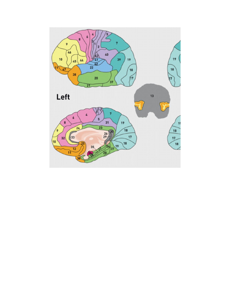 Areas de Brodmann | PDF