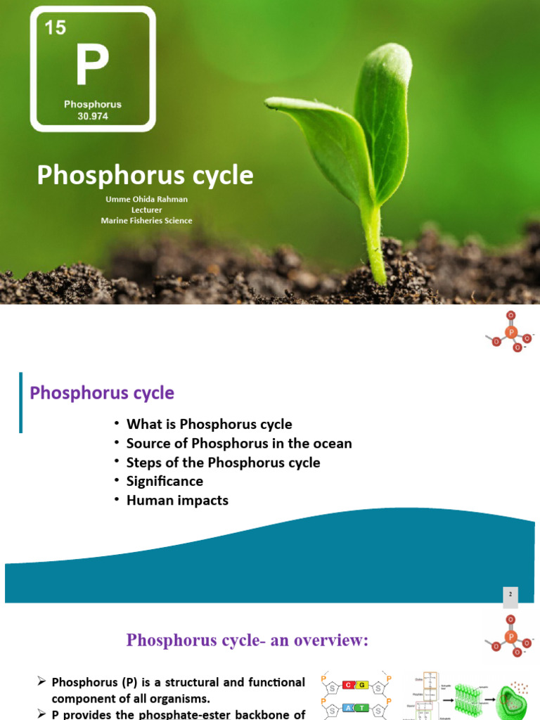 P Cycle Updated 05.06.23 | PDF | Phosphorus | Oceans