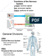 Central Nervous System Anatomy