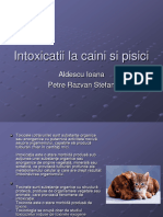 3-Intoxicatii-La-Caini-Si-Pisici