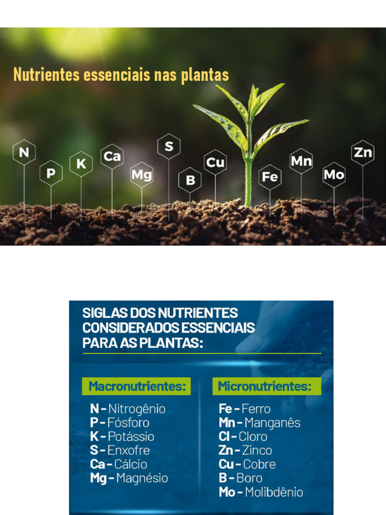 Nutrientes Essenciais nas Plantas | PDF | Metabolismo | Folha