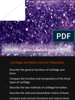 07 Cartilage and Bone 2022