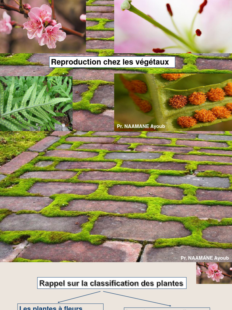 Reproduction des Plantes à Fleurs | PDF | Fleurs | Système reproducteur