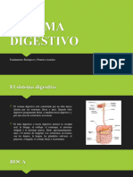 Sistema Digestivo