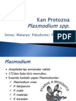 Hafta Plasmodium