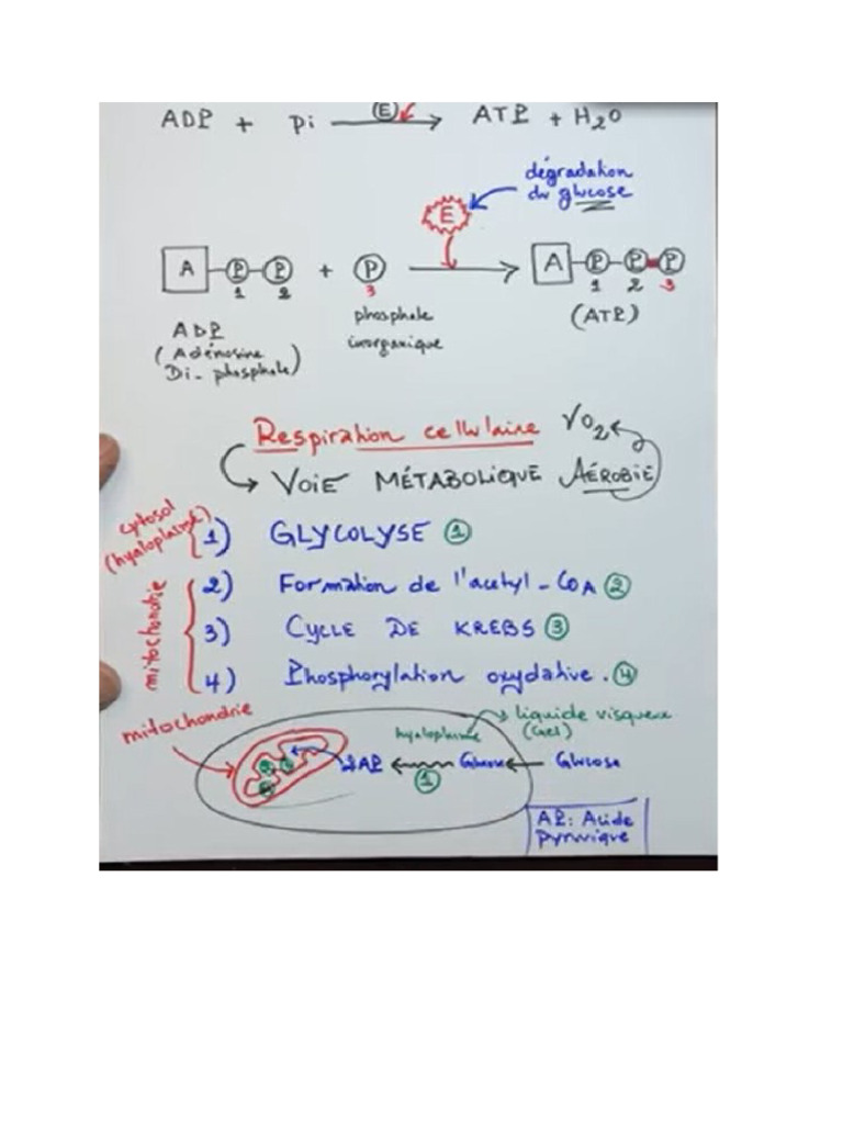 Fars | PDF
