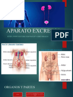 Aparato Excretor