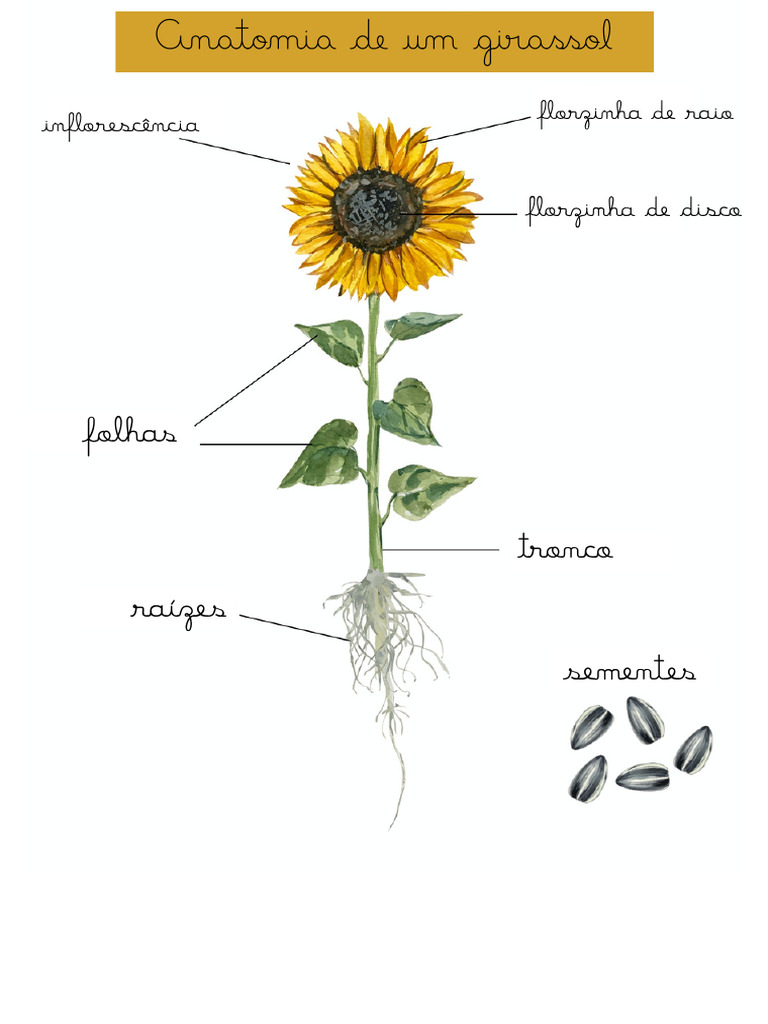Anatomia de Um Girassol | PDF