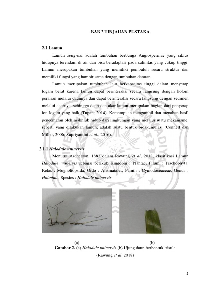 Morfologi dan Klasifikasi Lamun | PDF