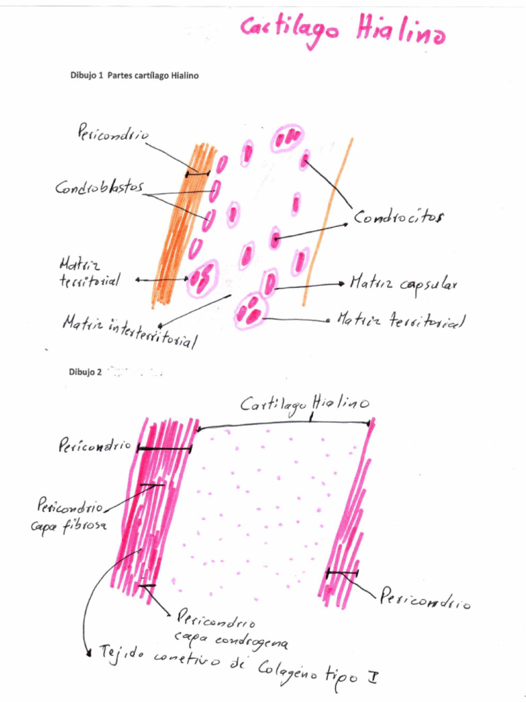 ILUSTRACION CARTILAGO HIALINO PDF