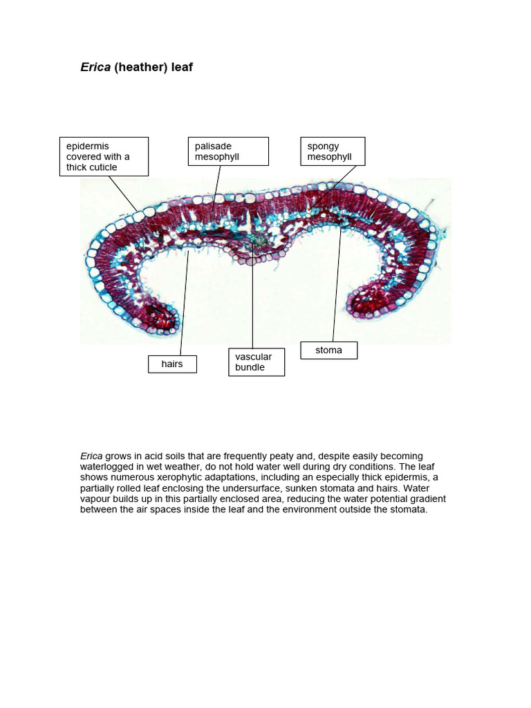 Xerophytic Adaptations of Erica Leaves | PDF | Home & Garden