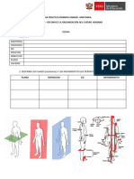 Guia de Anatomia