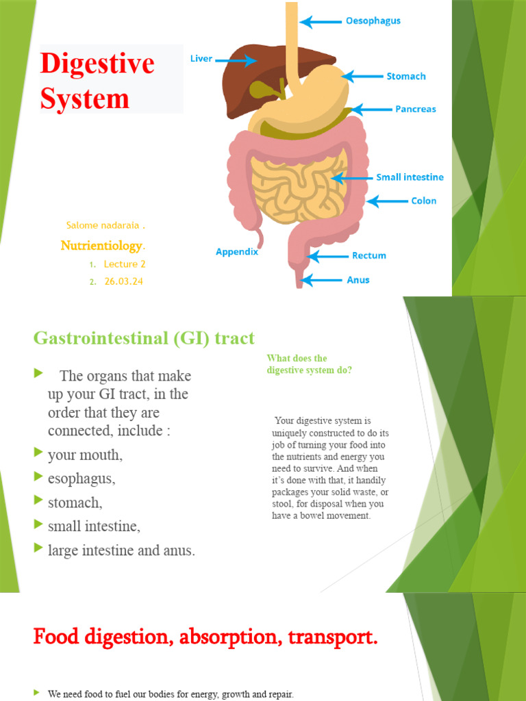 2 Lecture | PDF | Stomach | Gastrointestinal Tract