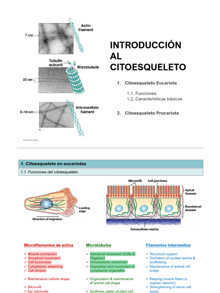 Microfilamentos de Actina en Células | PDF | Actina | Proteínas