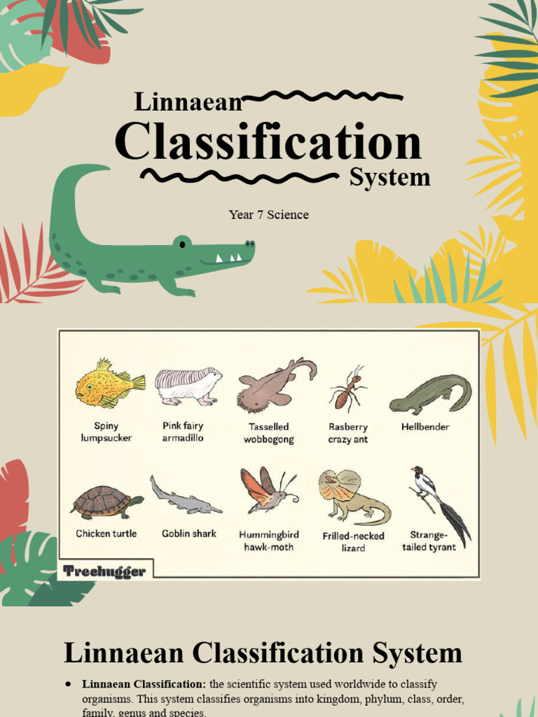 Linnaean Classification System and Kingdom & Phylum PDF Skeleton