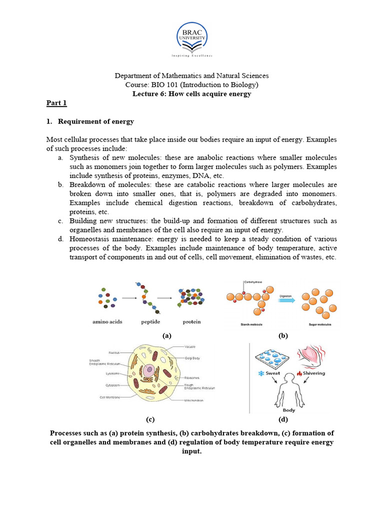 Bio 101 Lec 6 Notes | PDF | Photosynthesis | Chloroplast