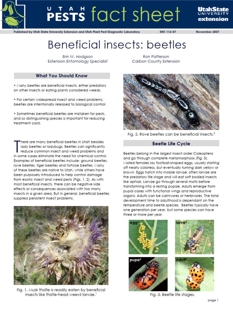 Beneficial Insects - Beetles | PDF | Beetle | Insects