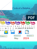 Dolphin Life Cycle