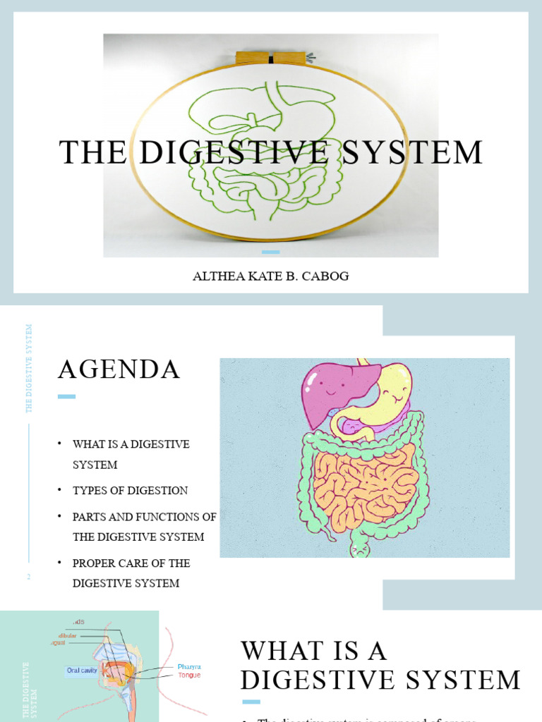 Understanding the Digestive System | PDF | Human Digestive System ...
