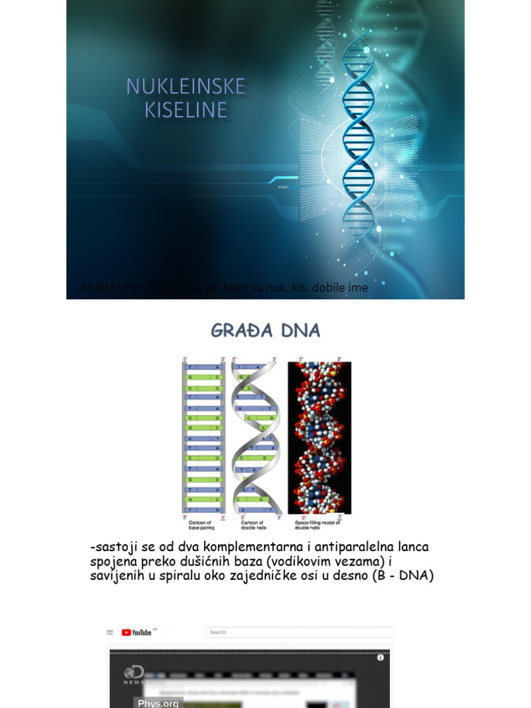 1 DNA RNA Struktura GC | PDF