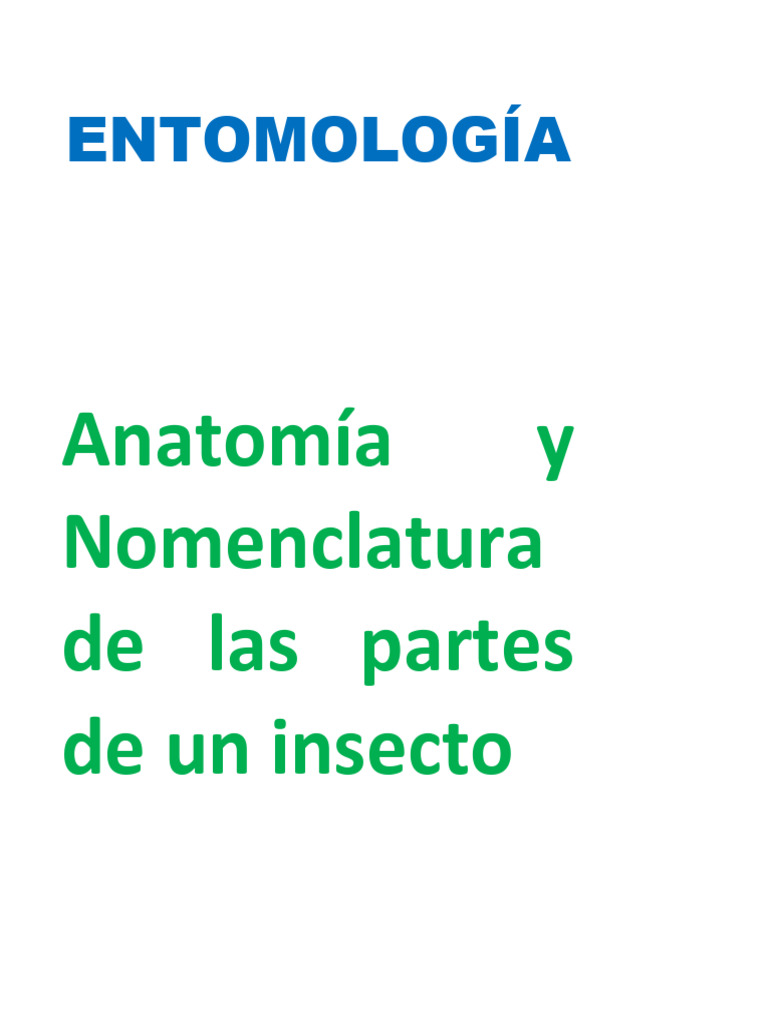 TAREA 1. Partes de Un Insecto | PDF | Insectos | Hexapoda