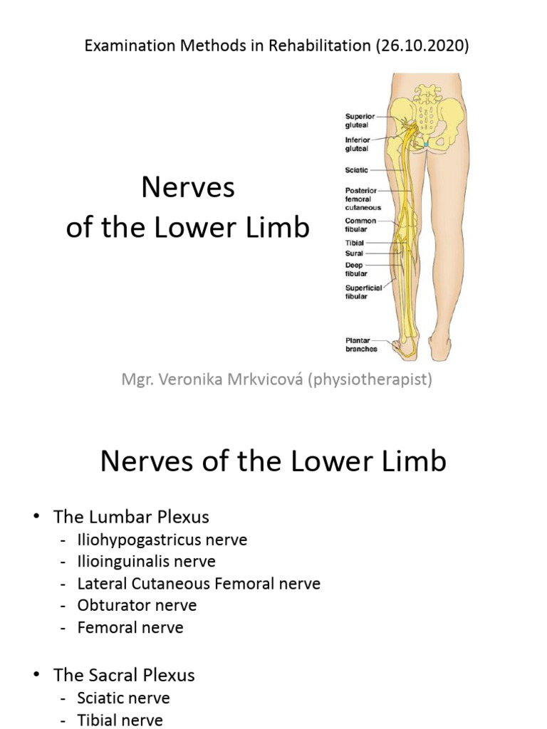 Anatomy of Lower Limb Nerves | PDF | Neuroanatomy | Anatomy