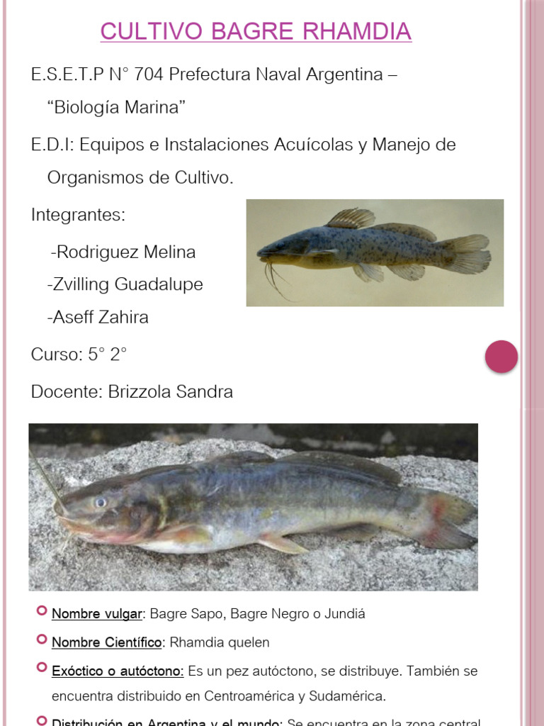 $bagre Rhamdia | PDF | Vacas