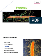 proteus+pseudomonas