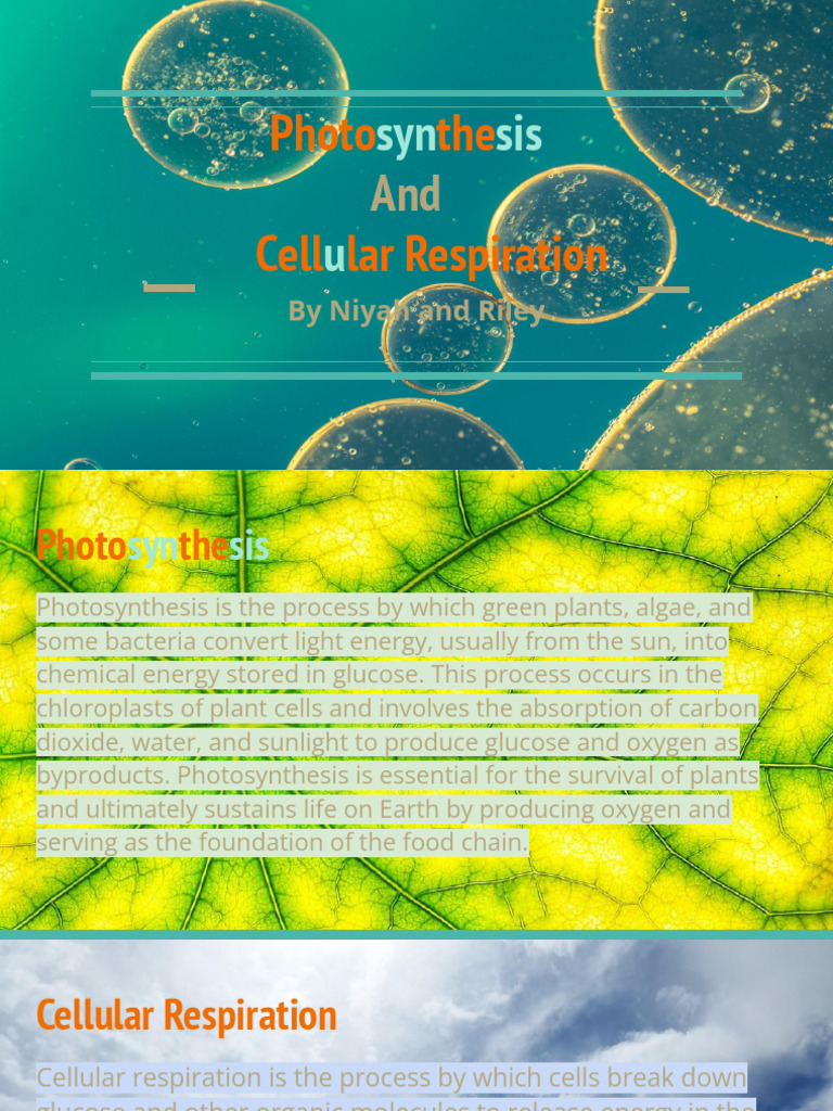 Photosynthesis Overview and Process | PDF | Wellness | Technology ...