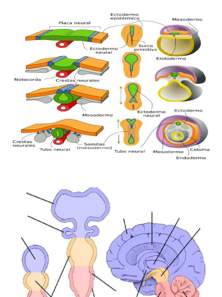 ANATOMÍA PDF