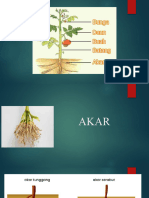 AKAR