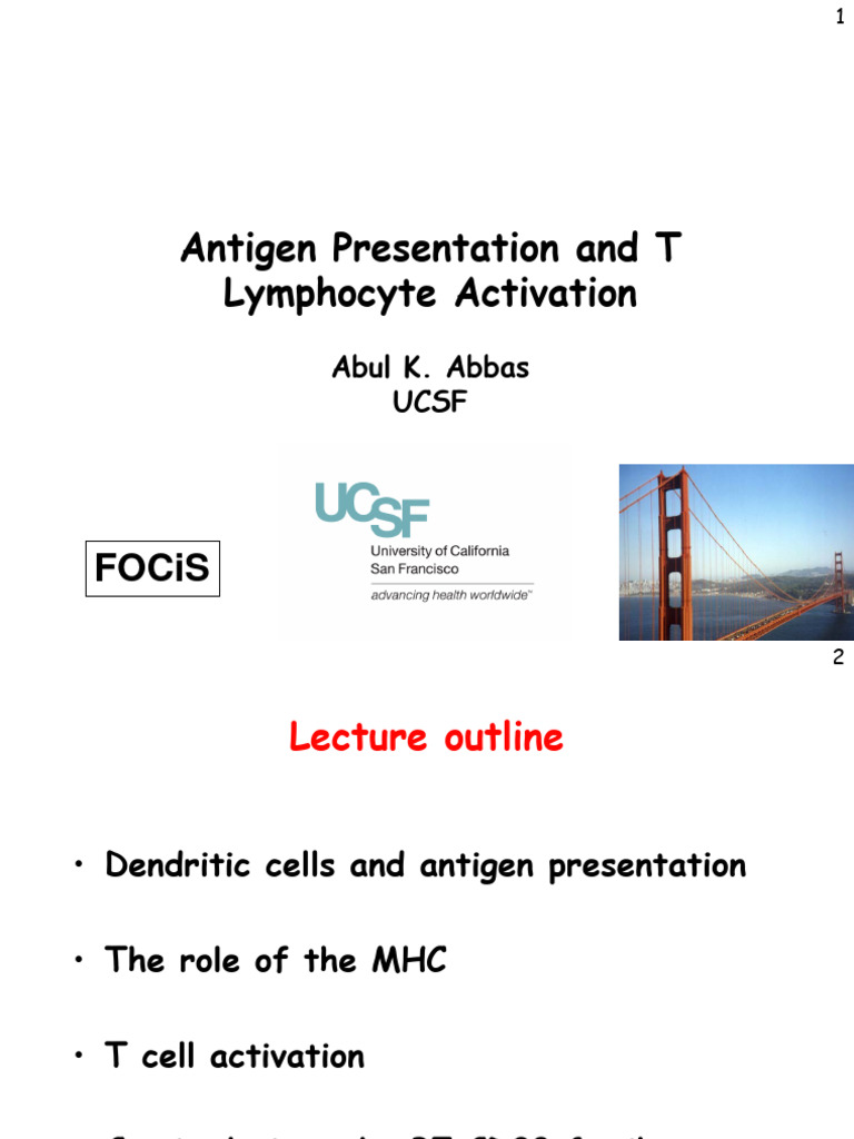 T Lymphocyte Activation and Antigen Presentation | PDF | T Cell | T ...