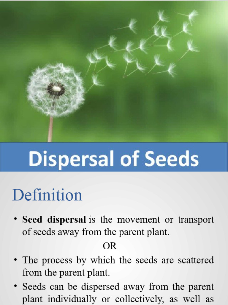 Understanding Seed Dispersal Methods | PDF | Plants