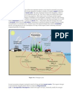 Nitrogen Cycle