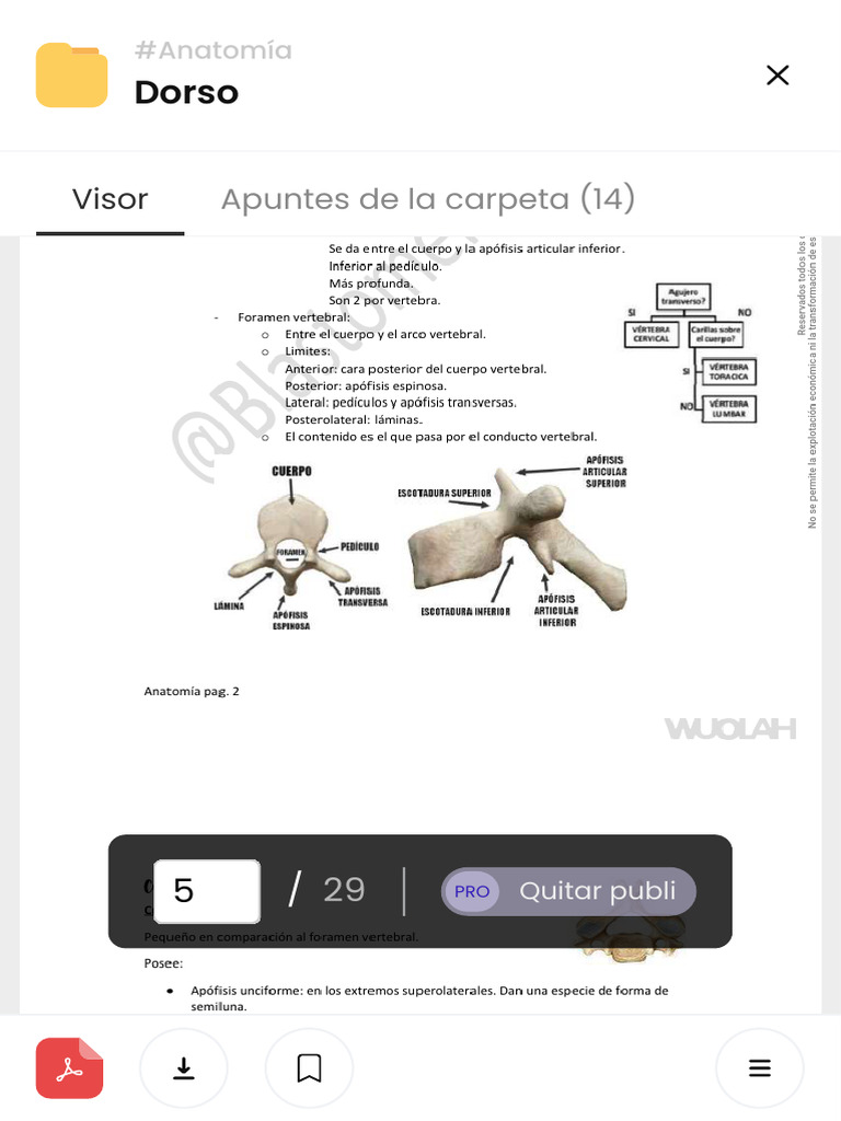 Visualizando Apuntes Dorso Descargar Gratis Pdf Sistema Esquelético