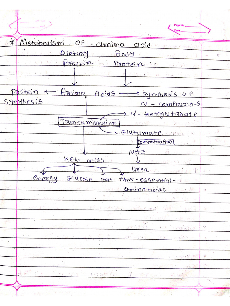 Metabolism of Amino Acids | PDF