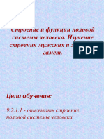 урок №1 Строение и функции половой системы человека