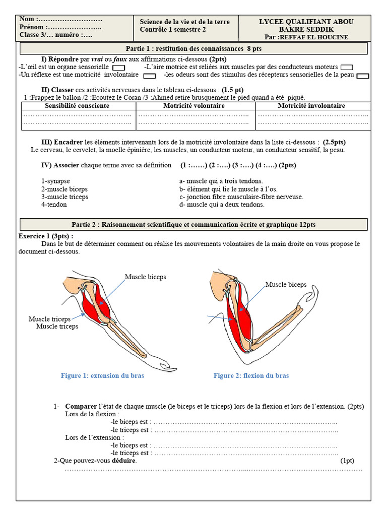 Réalisez ces séries d'exercices pour développer rapidement vos biceps, image size:768x1024