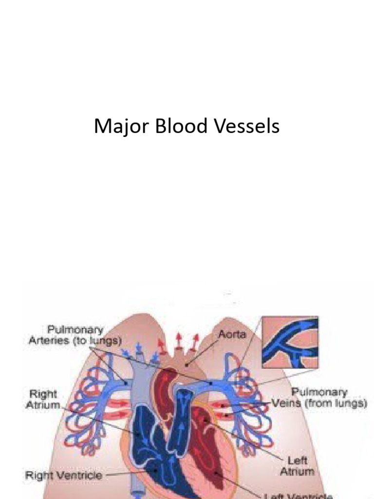 Major Blood Vessels Download Free PDF Coronary Circulation Heart