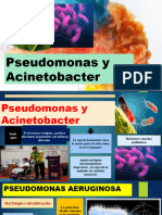 Pseudomonas y Acinetobacter NQG 3