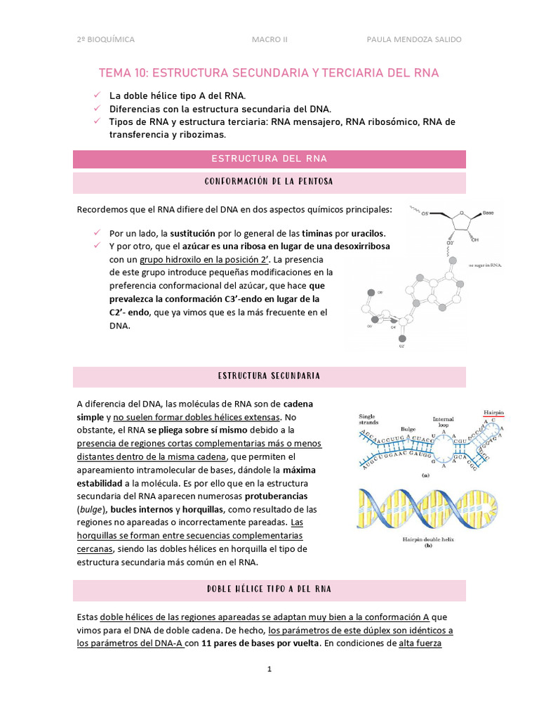 Estructura y Función del RNA | PDF | Rna | Messenger Rna